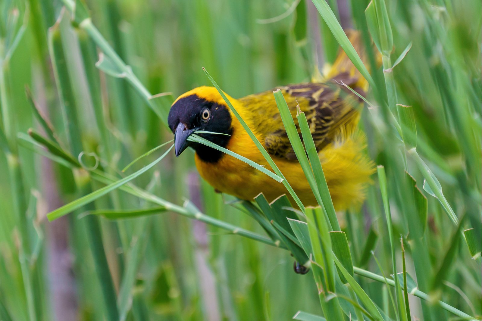Fox's Weaver